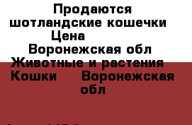 Продаются шотландские кошечки › Цена ­ 4 000 - Воронежская обл. Животные и растения » Кошки   . Воронежская обл.